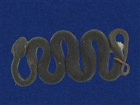 藏品(赤尾青竹絲)的圖片